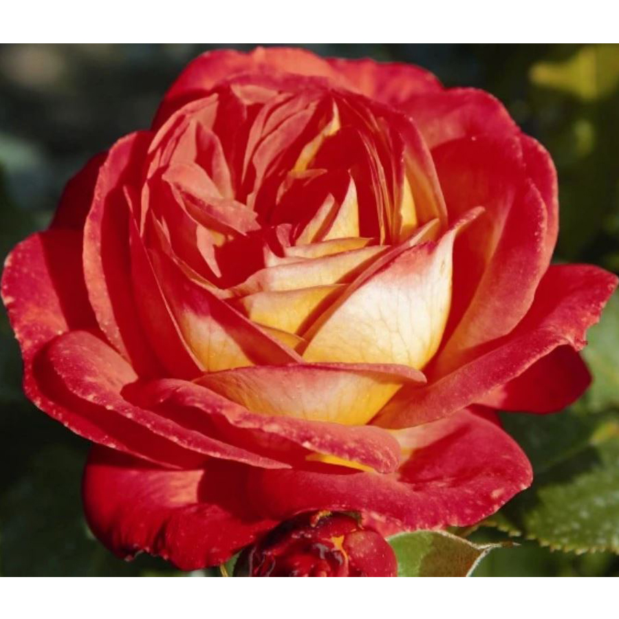 Rózsa 'Midsummer' Rosa 'Midsummer'