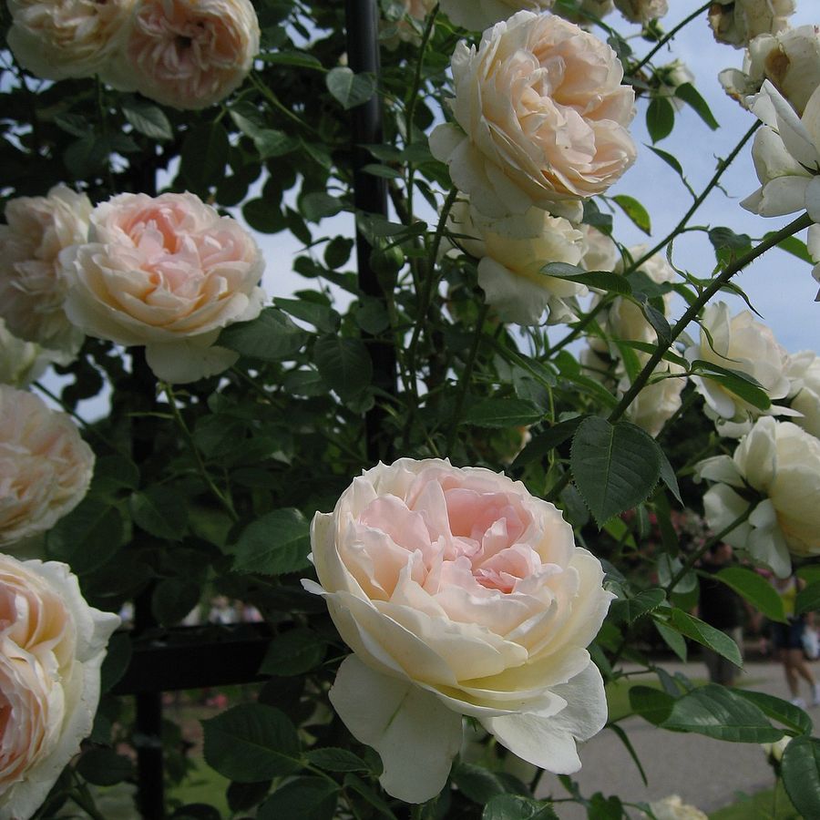 Rosa 'Mon Jardin et Ma Maison' R&oacute;zsa 'Mon Jardin et Ma Maison