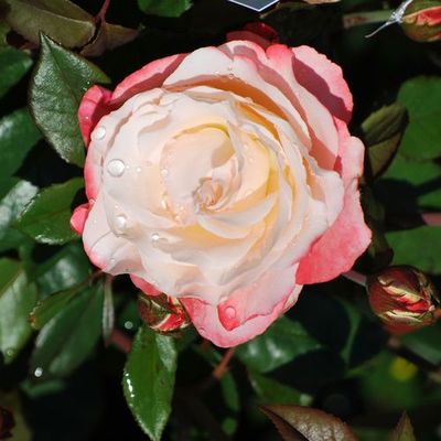 Rózsa 'Nostalgie' Rosa 'Nostalgie'
