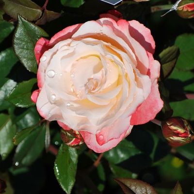 Rosa 'Nostalgie' Rózsa 'Nostalgie'