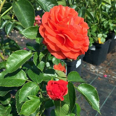 Rosa 'Orangerie' Rózsa 'Orangerie'