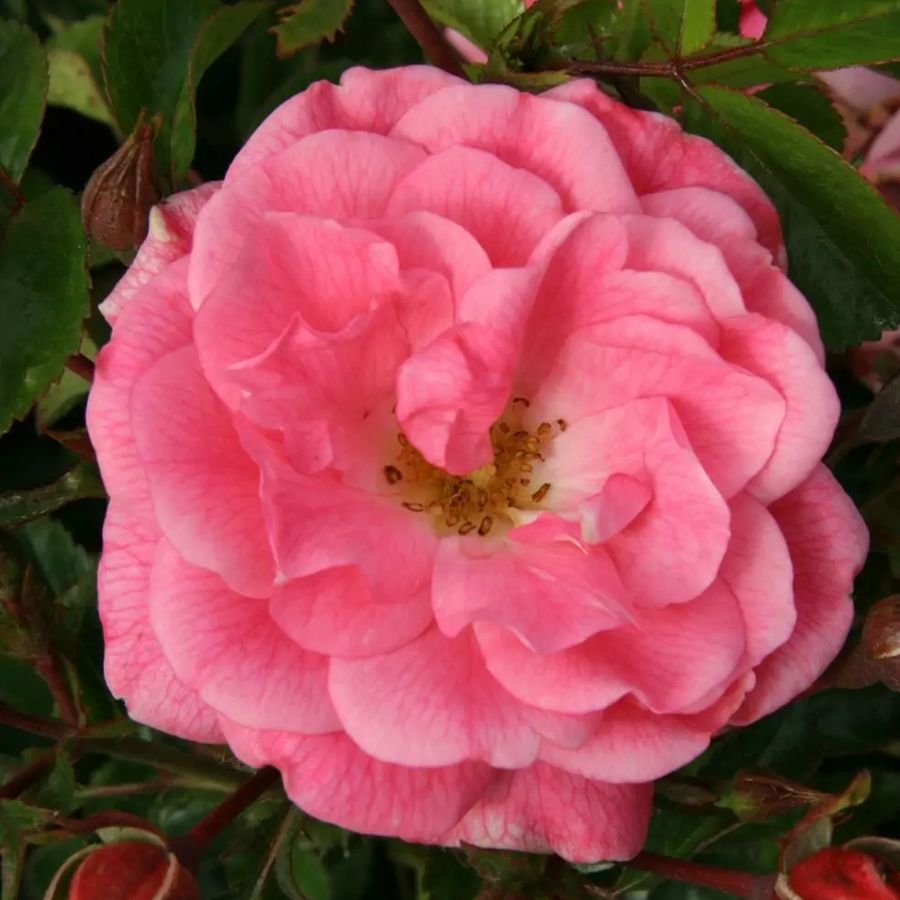 Rosa 'Palmengarten Frankfurt' R&oacute;zsa 'Palmengarten Frankfurt'