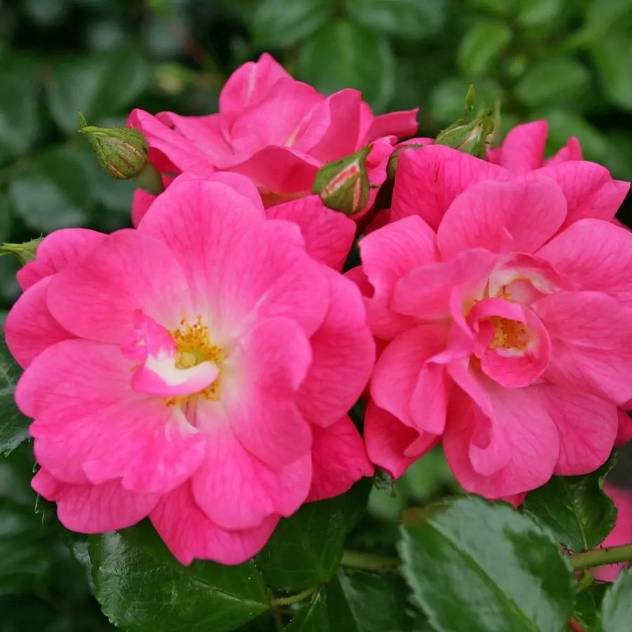R&oacute;zsa 'Palmengarten Frankfurt' Rosa 'Palmengarten Frankfurt'