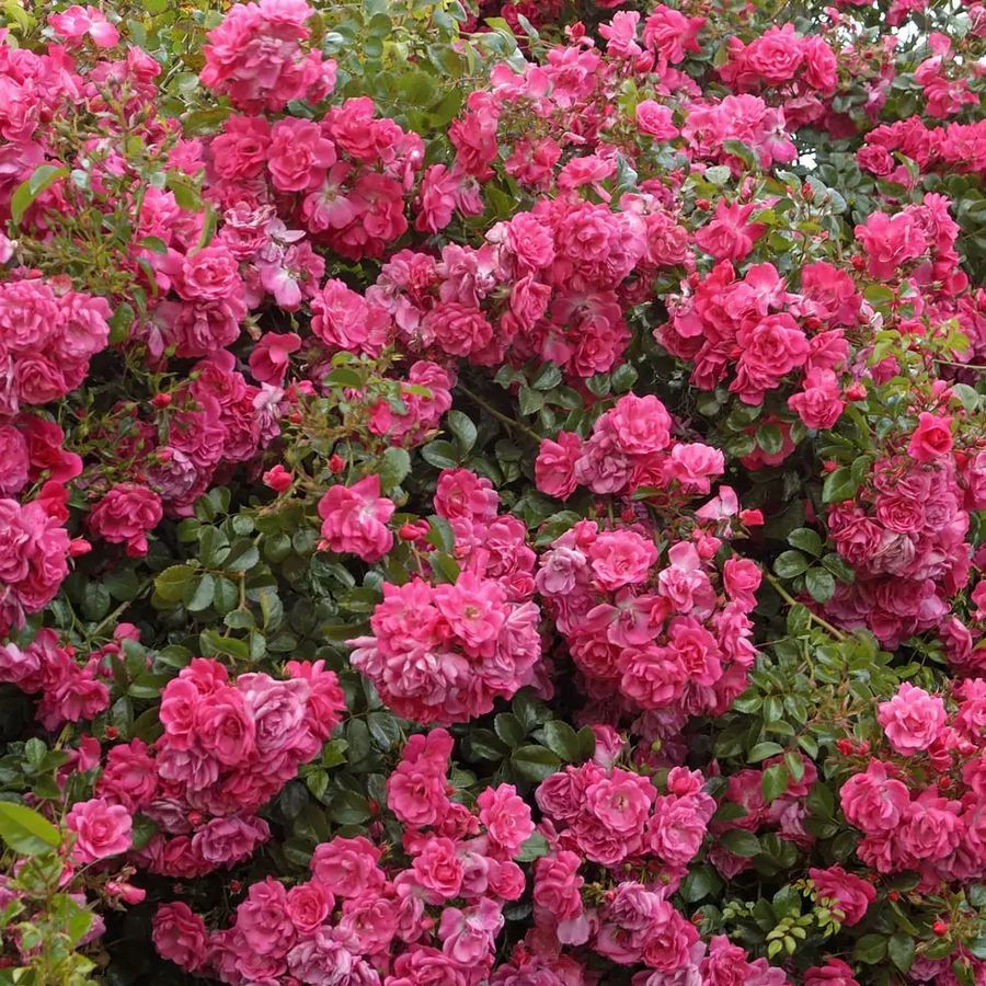R&oacute;zsa 'Palmengarten Frankfurt' Rosa 'Palmengarten Frankfurt'