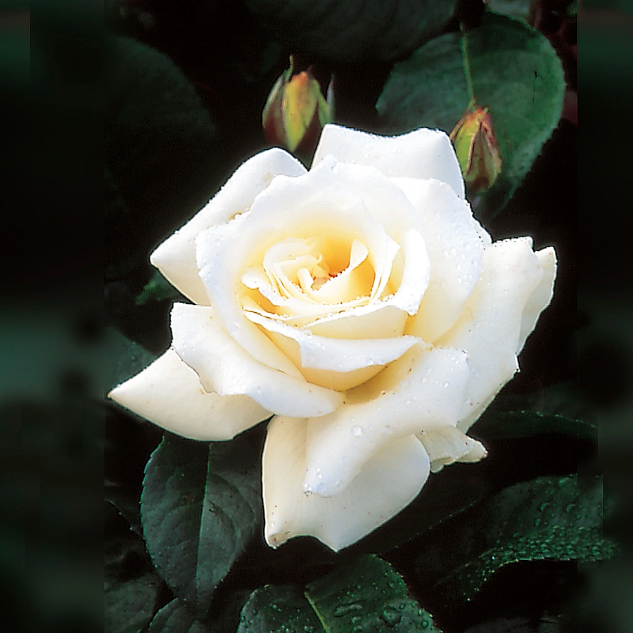 Rosa 'Pascali' R&oacute;zsa 'Pascali'