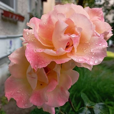 Rosa 'Peace' R&oacute;zsa 'Peace'