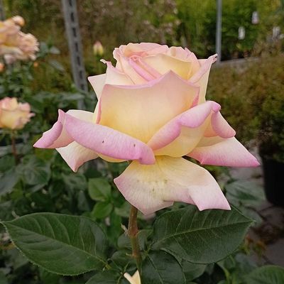 R&oacute;zsa 'Peace' Rosa 'Peace'