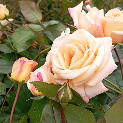 R&oacute;zsa 'Peace' Rosa 'Peace'