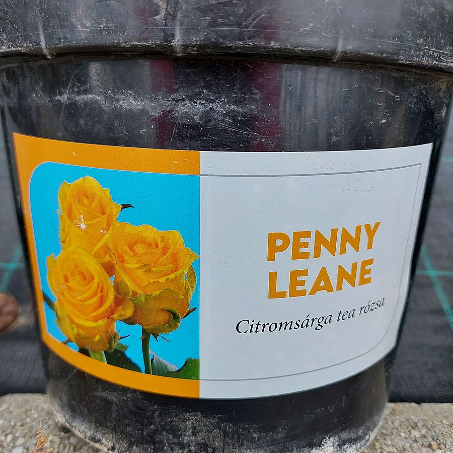 Rózsa 'Penny Lane' Rosa 'Penny Lane'