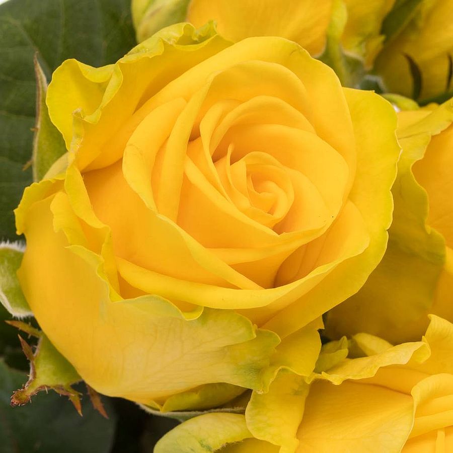Rosa 'Penny Lane' Rózsa 'Penny Lane'