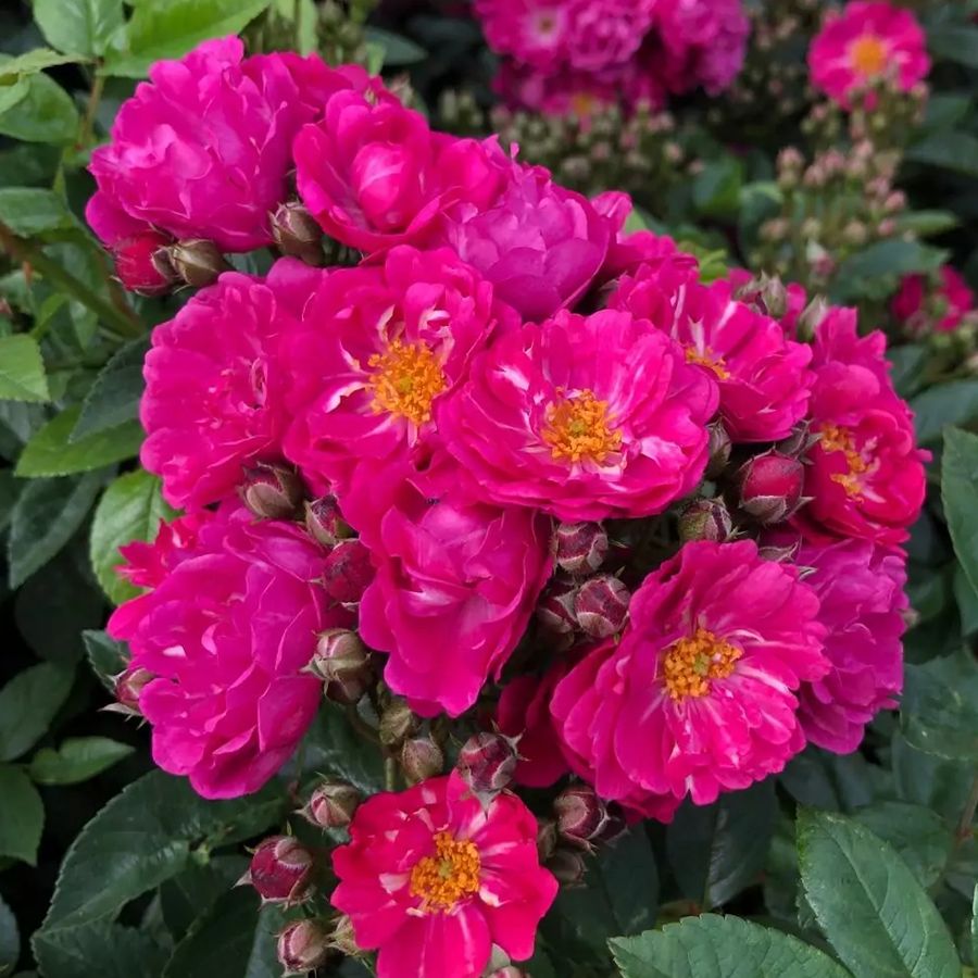 Rosa 'Perfumy  Siluetta' R&oacute;zsa 'Perfumy  Siluetta'