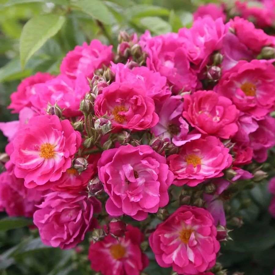 R&oacute;zsa 'Perfumy  Siluetta' Rosa 'Perfumy  Siluetta'