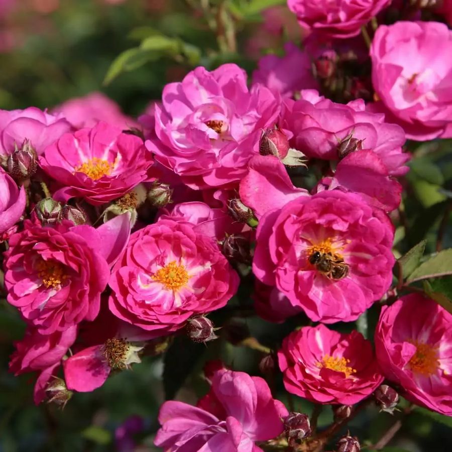 R&oacute;zsa 'Perfumy  Siluetta' Rosa 'Perfumy  Siluetta'