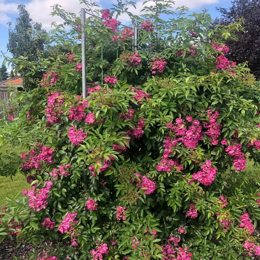 R&oacute;zsa 'Perfumy  Siluetta' Rosa 'Perfumy  Siluetta'