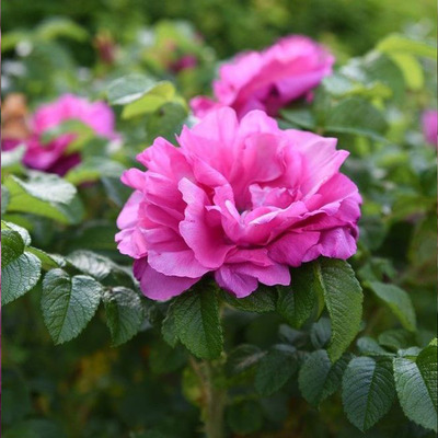Rosa 'Pink Roadrunner' R&oacute;zsa 'Pink Roadrunner'
