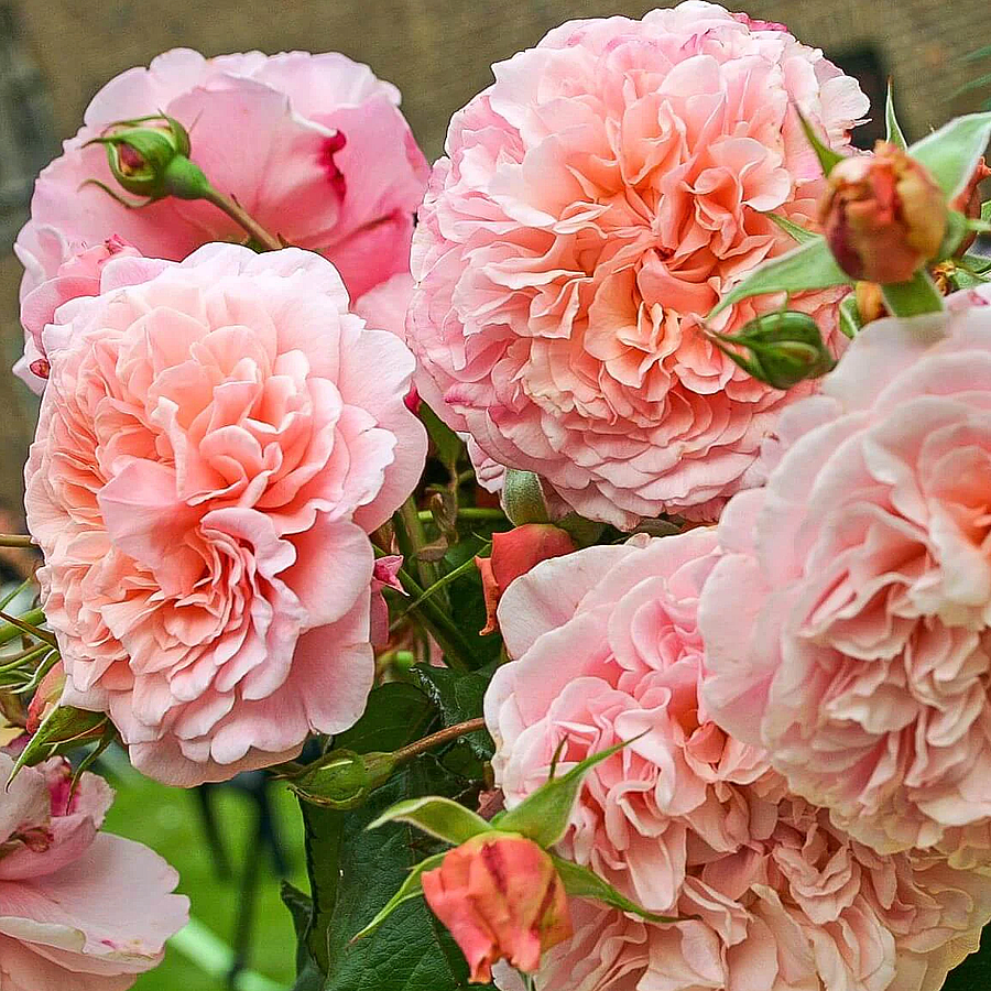 Rosa 'Rose de Tolbiac' R&oacute;zsa 'Rose de Tolbiac'