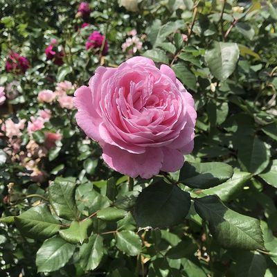 Rosa 'Rosengrafin Marie Henriet' Rózsa 'Rosengrafin Marie Henri