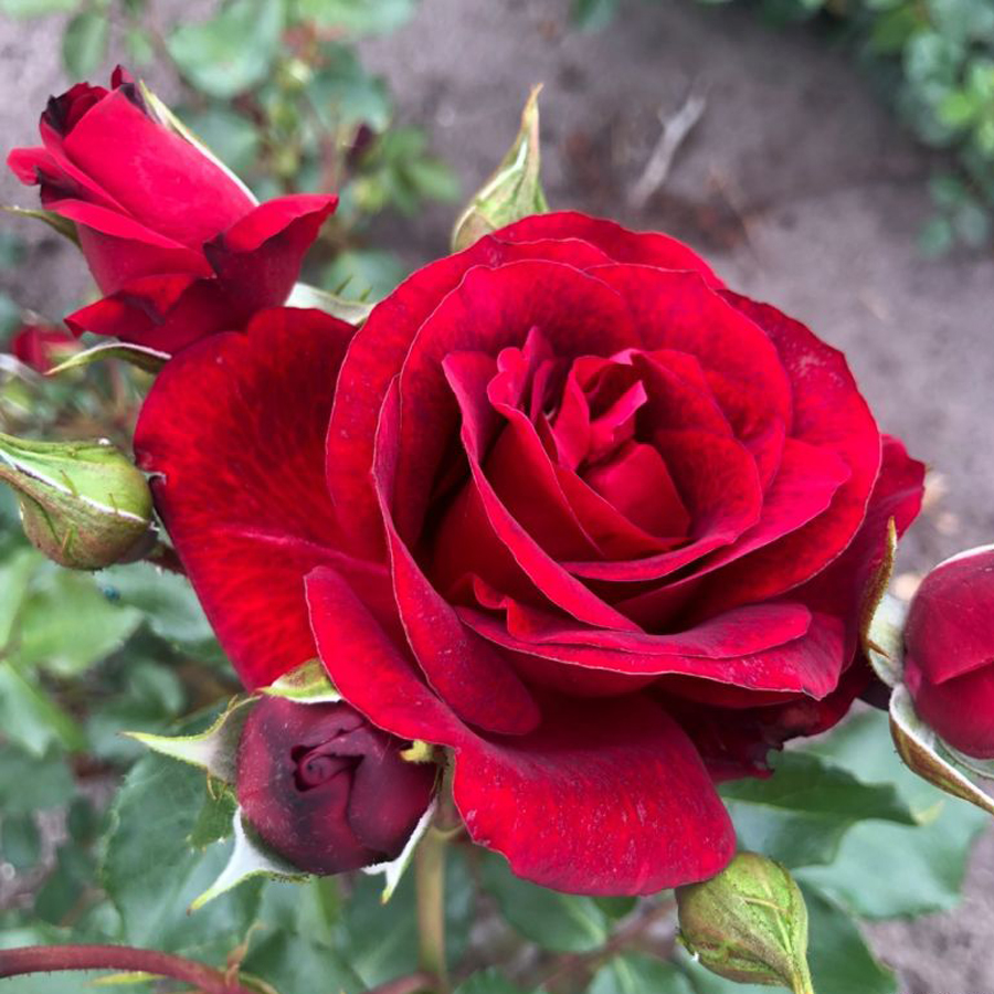 Rosa 'Royal Red' R&oacute;zsa 'Royal Red'