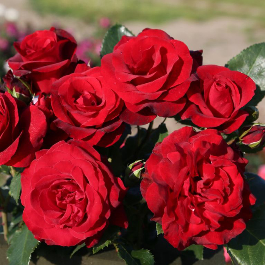 R&oacute;zsa 'Royal Red' Rosa 'Royal Red'