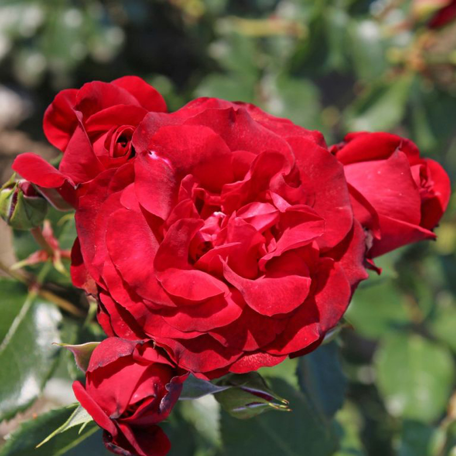 R&oacute;zsa 'Royal Red' Rosa 'Royal Red'