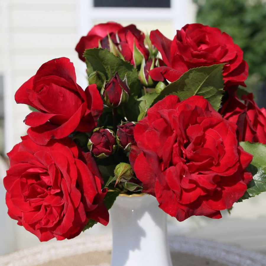 R&oacute;zsa 'Royal Red' Rosa 'Royal Red'