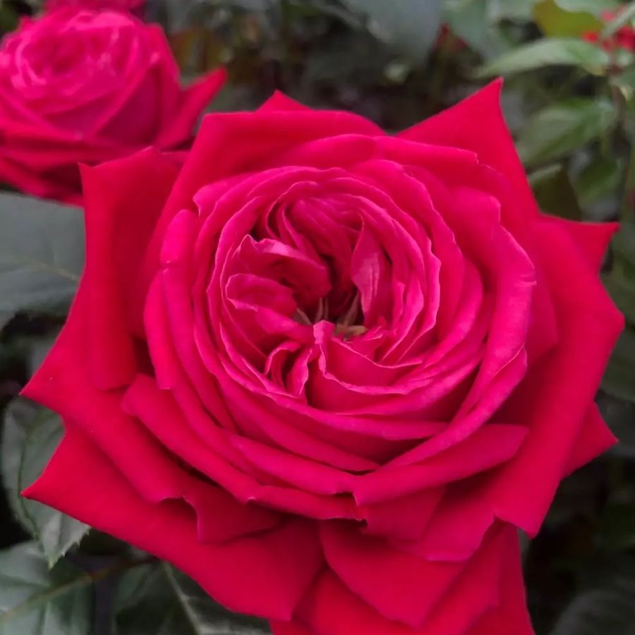 Rózsa 'Ruby Kiss' Rosa 'Ruby Kiss'