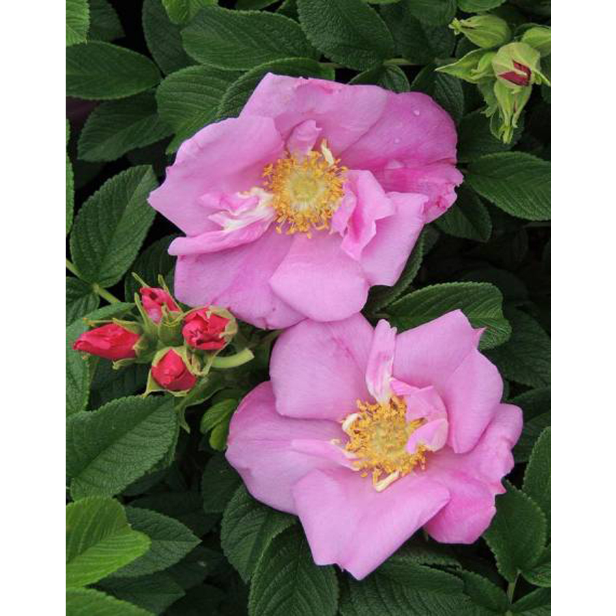 Rosa rugosa 'Angelia Pink' Rózsa 'Angelia Pink'