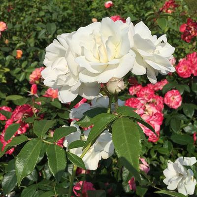 Rózsa 'Schneewittchen' Rosa 'Schneewittchen'