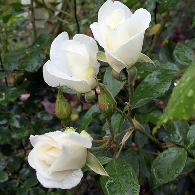 Rózsa 'Schneewittchen' Rosa 'Schneewittchen'