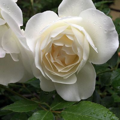 Rózsa 'Schneewittchen' Rosa 'Schneewittchen'