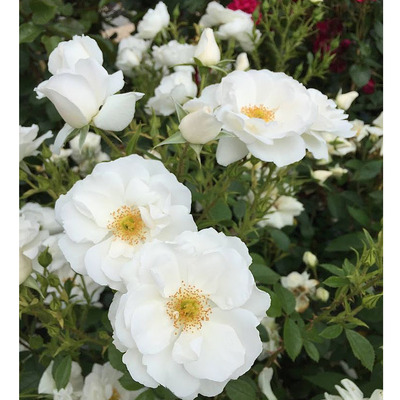 Rózsa 'Schneewittchen' Rosa 'Schneewittchen'