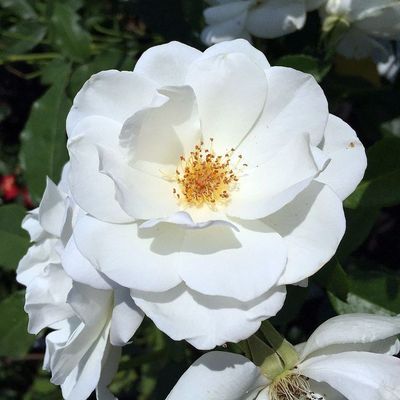Rosa 'Schneewittchen' Rózsa 'Schneewittchen'