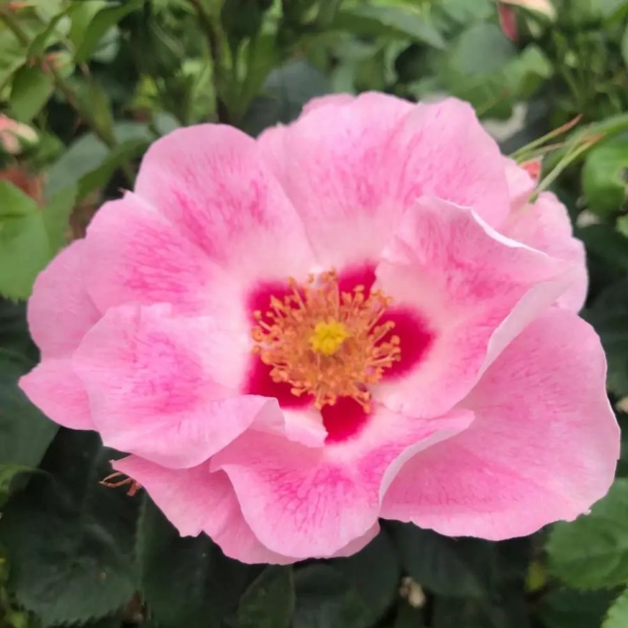 Rosa 'See you Rose' Rózsa 'See you Rose'