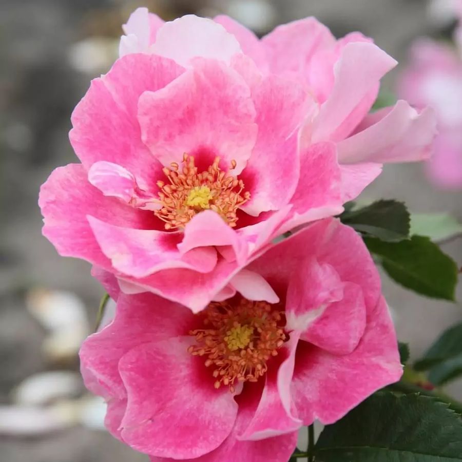 Rózsa 'See you Rose' Rosa 'See you Rose'