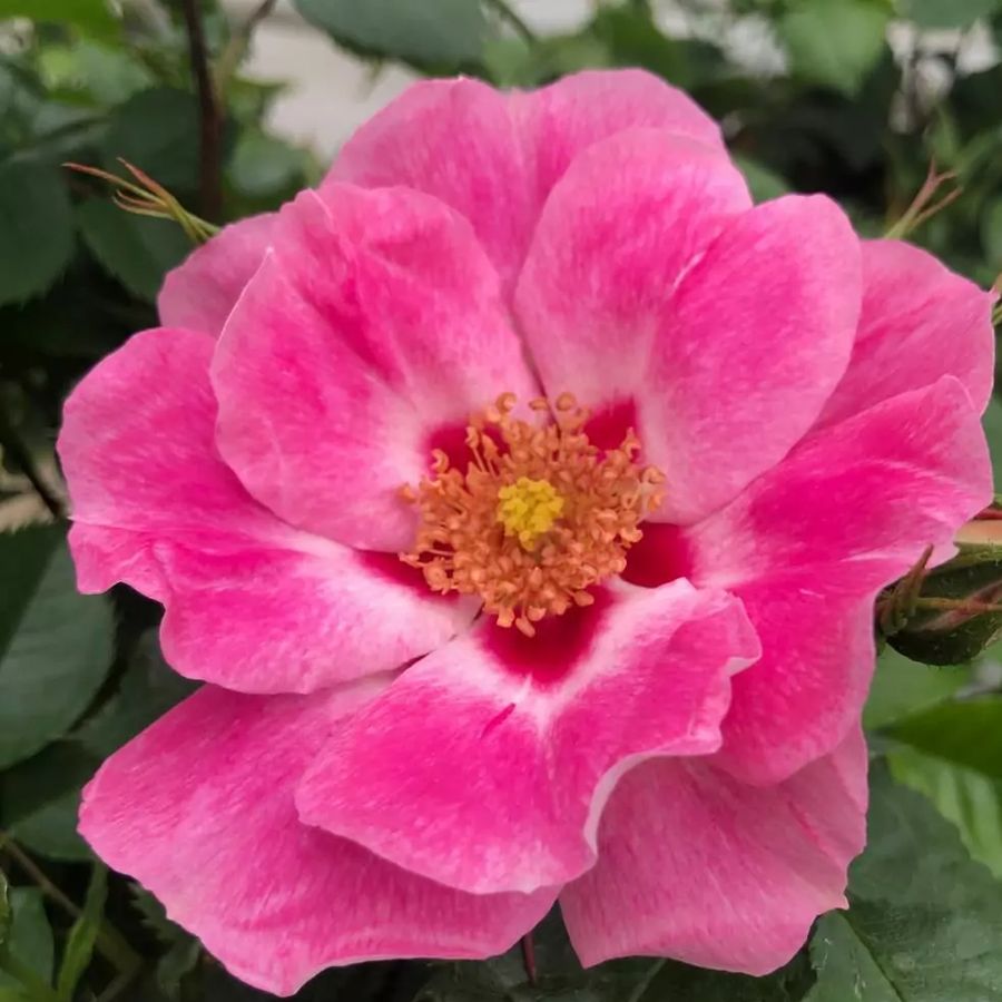 Rózsa 'See you Rose' Rosa 'See you Rose'
