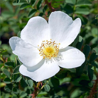 Rosa spinosissima Jajrózsa