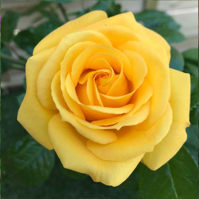 Rosa 'Sunsilk' R&oacute;zsa 'Sunsilk'