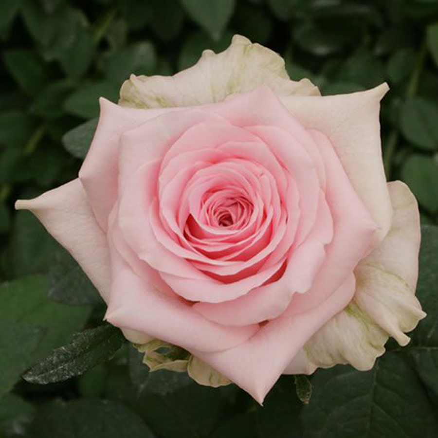 Rosa 'Sweet Dolomiti' Rózsa 'Sweet Dolomiti'