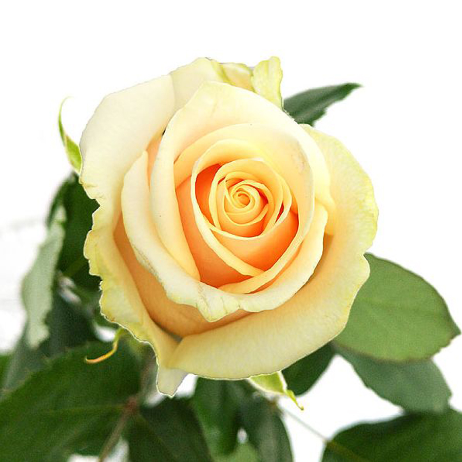 Rosa 'Talea' Rózsa 'Talea'