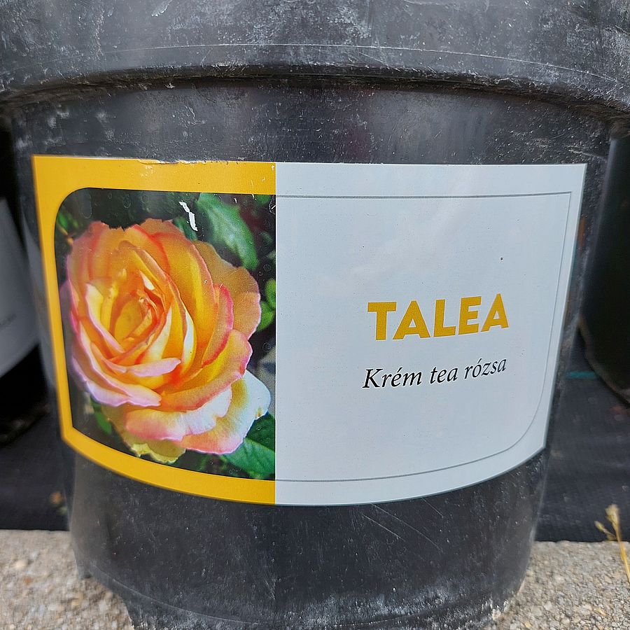 Rózsa 'Talea' Rosa 'Talea'