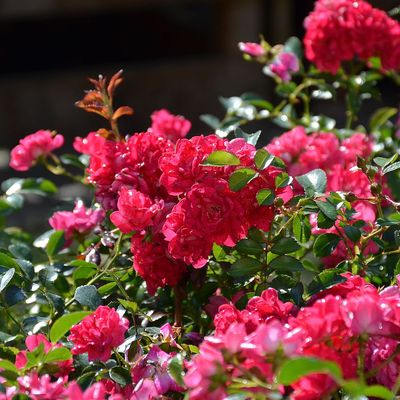 Rózsa 'Red Fairy' Rosa 'Red Fairy'