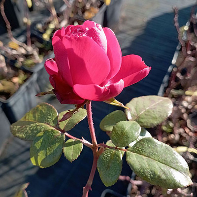 Rosa 'Tiamo' Rózsa 'Tiamo'