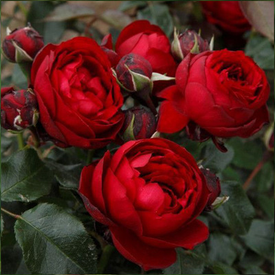 Rosa 'Till Eulenspiegel' R&oacute;zsa 'Till Eulenspiegel'