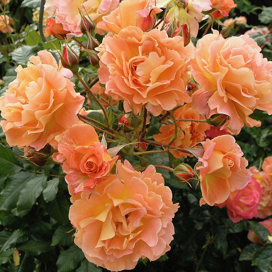 Rosa 'Westerland' Rózsa 'Westerland'