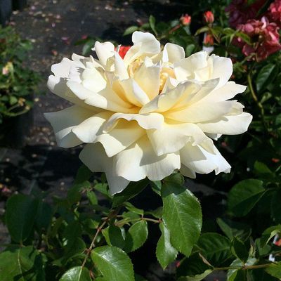 Rosa 'Winter Sun' R&oacute;zsa 'Winter Sun'