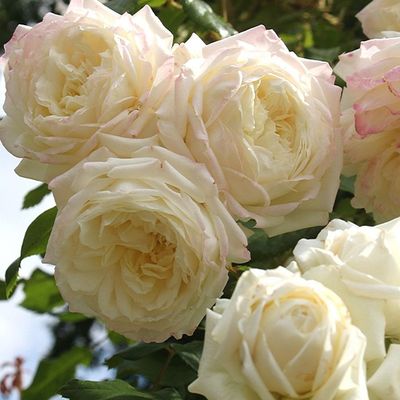 Rosa 'Alaska' R&oacute;zsa 'Alaska'