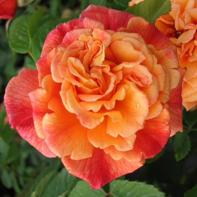Rosa 'Aloha ' Rózsa 'Aloha '
