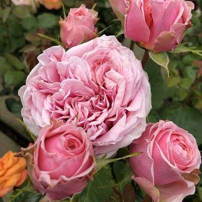 Rosa 'Amorosa' R&oacute;zsa 'AmoR&oacute;zsa'