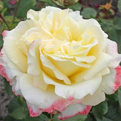 Rosa 'Athena' R&oacute;zsa 'Athena'