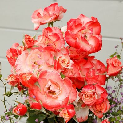 Rosa 'Auf die Freundschaft' R&oacute;zsa 'Auf die Freundschaft'